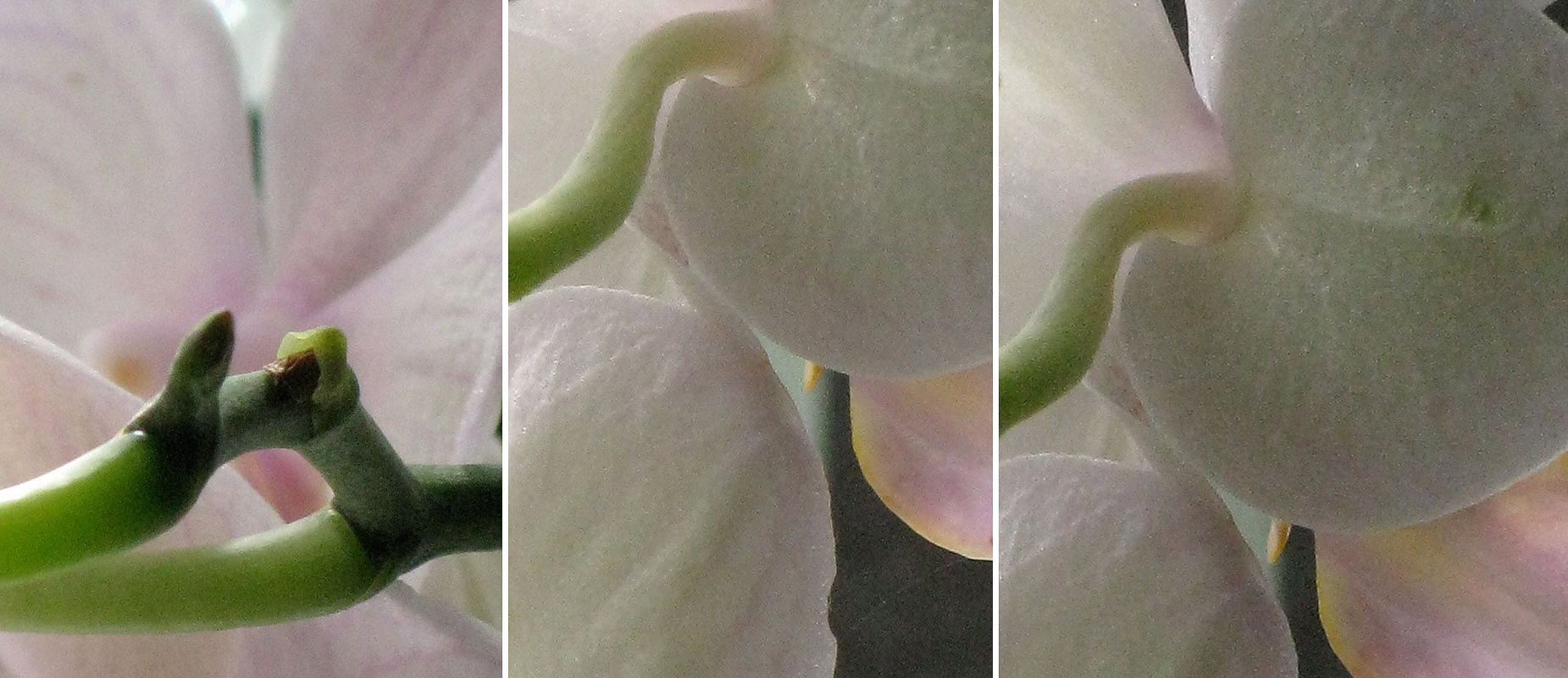 015-orchidpetals