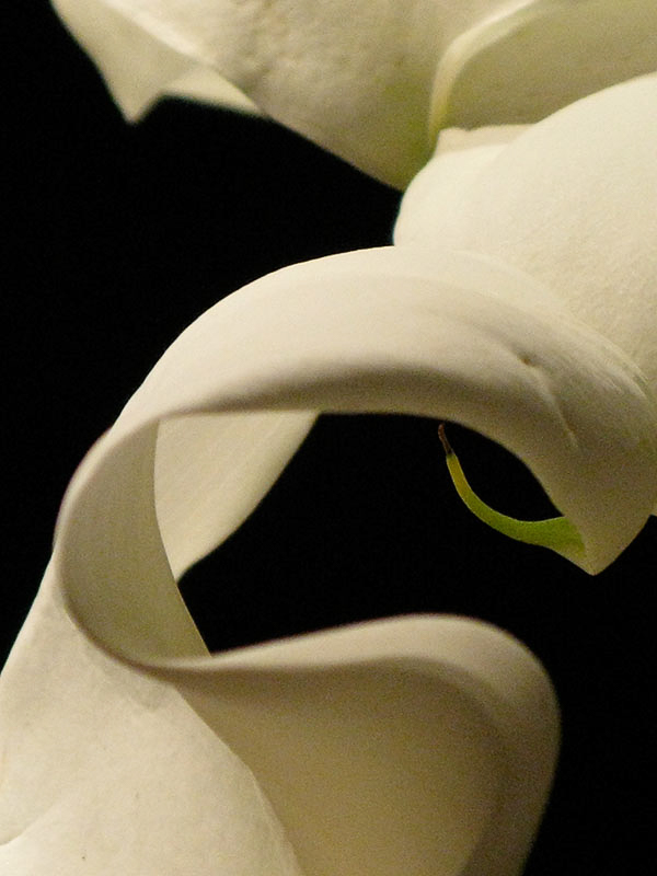 032-Flowers192