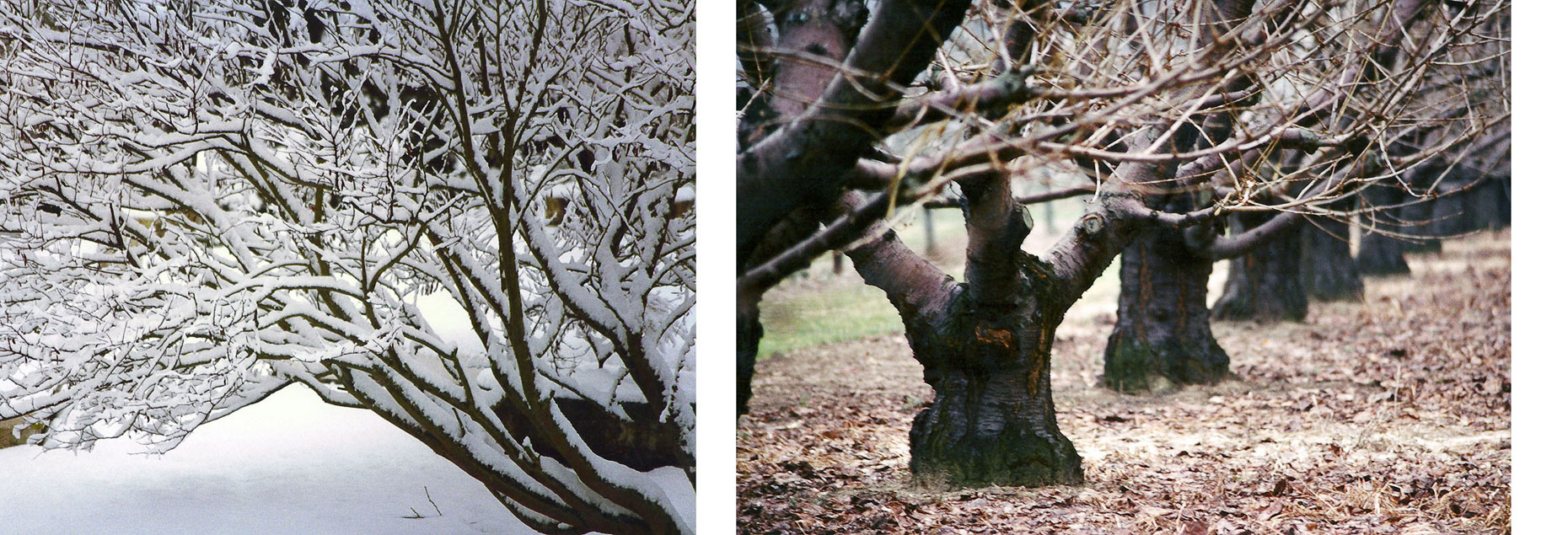 05-snowbaretrees