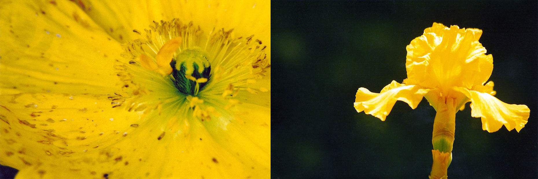 06-yellowpoppyiris