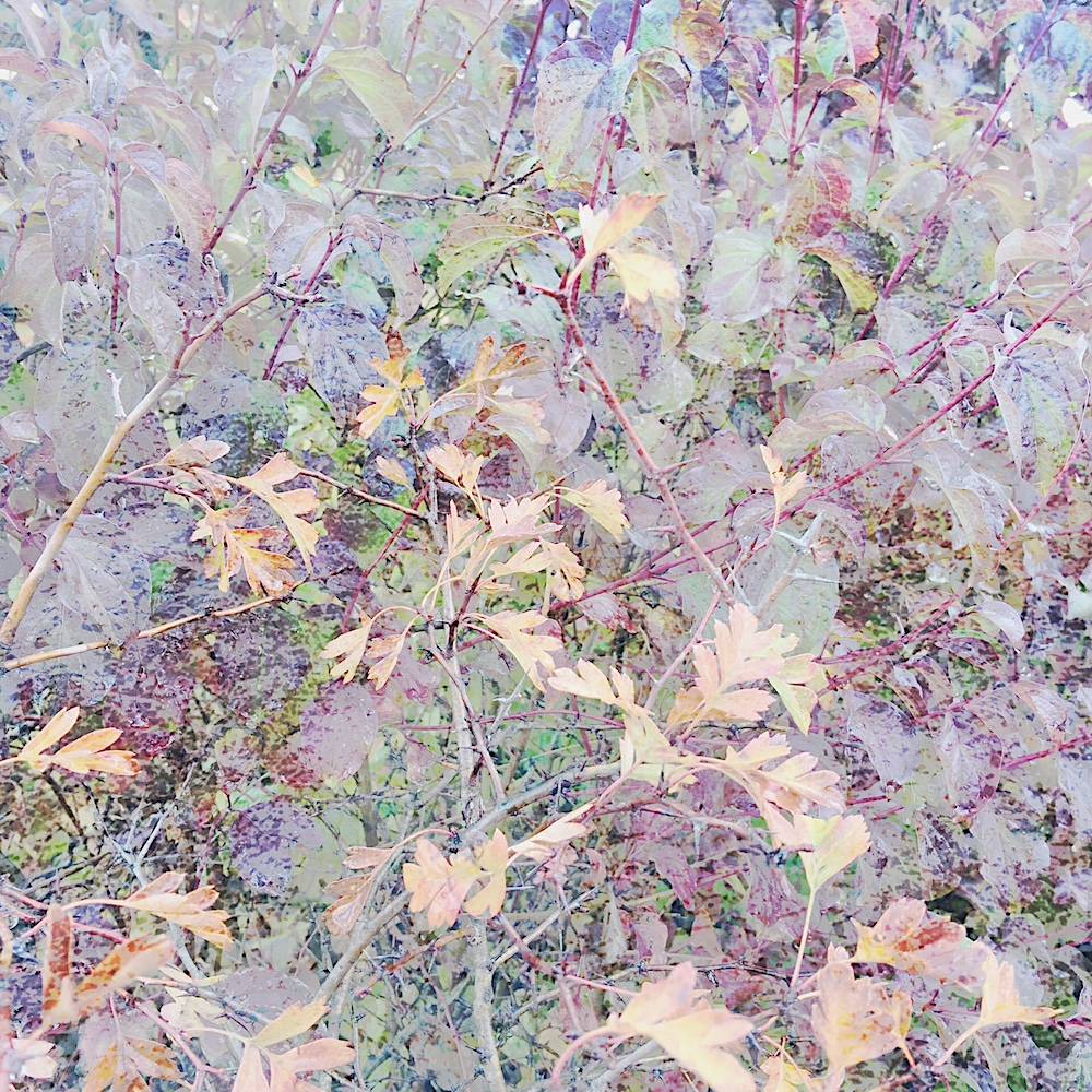 IMG_7846web